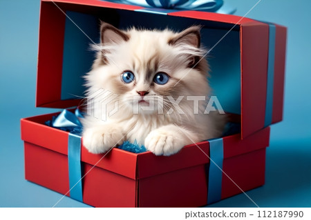 small beautiful purebred Ragdoll kitten in a gift box small beautiful purebred Ragdoll kitten in a gift box 112187990