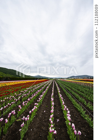 北海道上湧別市的鬱金香 北海道上湧別市的鬱金香 112188089