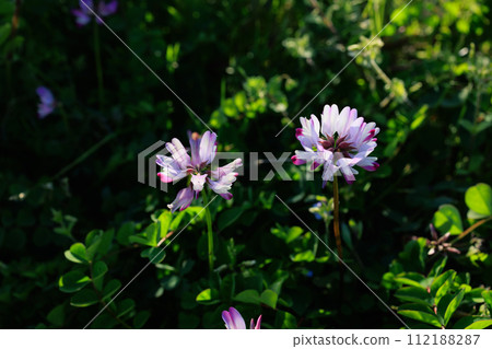 Astragalus flowers 112188287