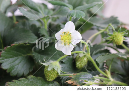 草莓花和仍然綠色的水果的特寫 112188303