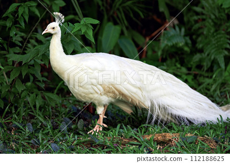 White peacock in nature surrounding 112188625