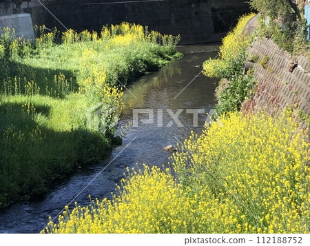 Rape blossoms 112188752