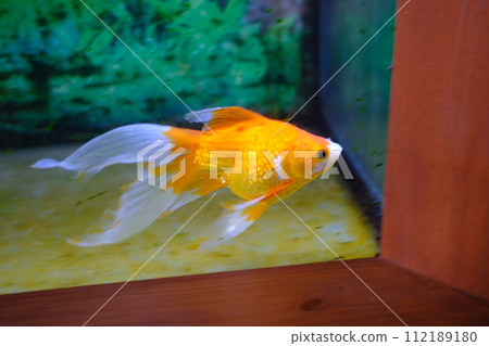 扇尾金魚 扇尾金魚 112189180