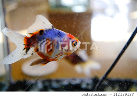 Sukinkin Sukinkin 112189187