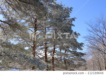 Winter campsite fresh snow morning 112189648