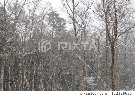 冬季露營地新雪早晨 冬季露營地新雪早晨 112189656