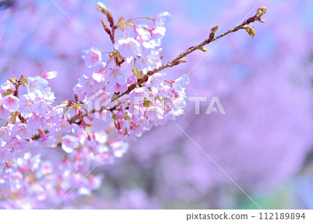 Hachisuka cherry blossoms. White and elegant flowers bloom. Hachisuka cherry blossoms. White and elegant flowers bloom. 112189894