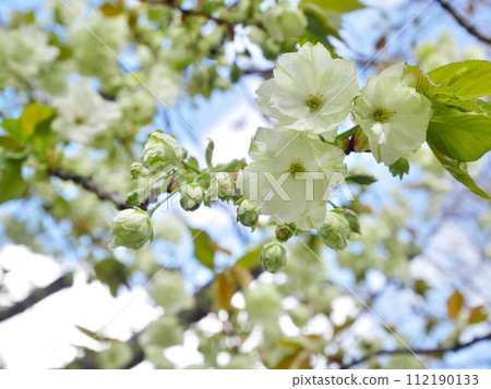 Gyoi Kizakura in full bloom against the blue sky 112190133