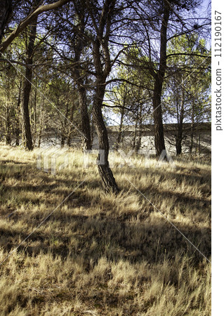 Detail of forest on a mountain in a forest in Spain, nature Detail of forest on a mountain in a forest in Spain, nature 112190167