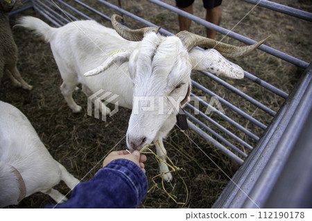 Detail of mammal animal in an animal farm Detail of mammal animal in an animal farm 112190178