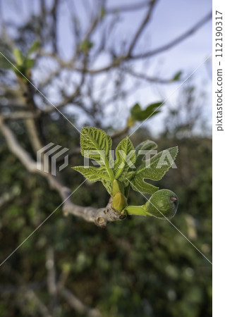 Detail of fresh green fruit in nature, fruit tree 112190317