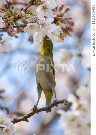 Cherry blossoms and white-eye 112190495