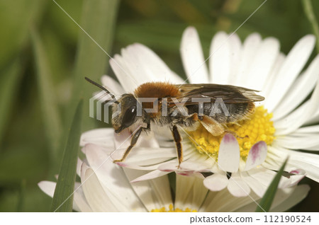 Closeup on a female orange-tailed, mining bee, Andrena haemorrhoa, sitting on a white common daisy flower 112190524