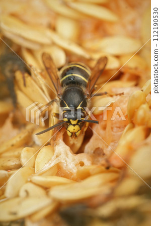 Vertical closeup on the uncommon Median wasp ,Dolichovespula media, one of the larger European paperwasps, feeding on melon 112190530