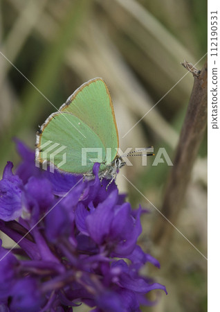 Natural closeup on the small green hairstreak butterfly, Callophrys rubi, sitting on a purple flower 112190531