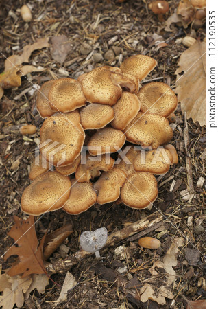 Vertical closeup on a brown cluser of edible honey fungus, Armillaria mellea in the forest Vertical closeup on a brown cluser of edible honey fungus, Armillaria mellea in the forest 112190535