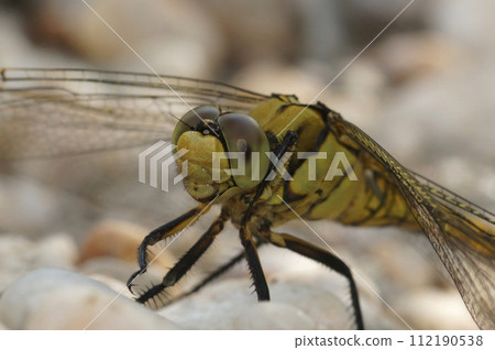 Closeup on a female Southern skimmer dragonfly, Orthetrum brunneum, sitting on white stones at the riverside 112190538