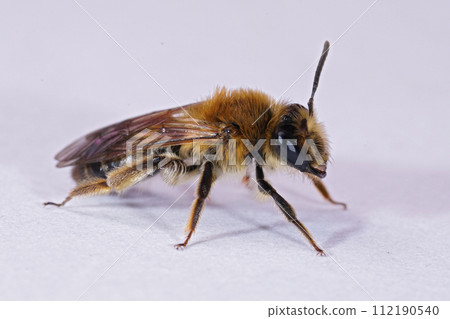 Closeup on a female of the Coppice mining bee, Andrena helvola on white background 112190540