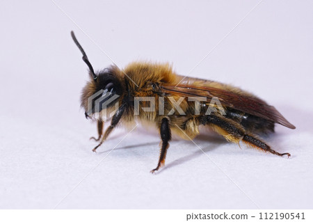 Closeup on a female of the rare and early flying Large Sallow, Mining Bee , Anderna apicata on white background Closeup on a female of the rare and early flying Large Sallow, Mining Bee , Anderna apicata on white background 112190541
