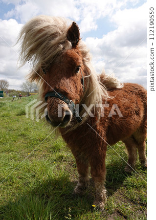 Vertical closeup on a small hairy pony in it's winter-coat with long manes Vertical closeup on a small hairy pony in it's winter-coat with long manes 112190550