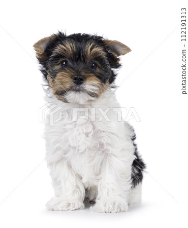 Biewer terrier pup on white background 112191313