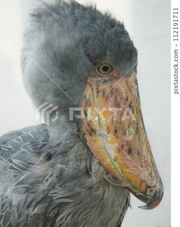 The Shoebill also known as Whalehead 112191711