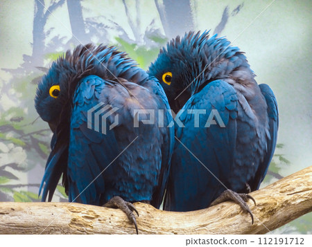 Big blue parrot Ara Hyacinth Macaw, 112191712
