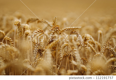 Golden wheat field. Growth nature harvest. Agriculture farm. Golden wheat field. Growth nature harvest. Agriculture farm. 112191737