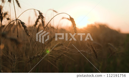 golden wheat field, agriculture, farm, young fresh ear wheat, field farm sunset, dawn field, farm grain business, grain industrial production, grain harvest, landscape nature sunset, eco, industry golden wheat field, agriculture, farm, young fresh ear wheat, field farm sunset, dawn field, farm grain business, grain industrial production, grain harvest, landscape nature sunset, eco, industry 112191756