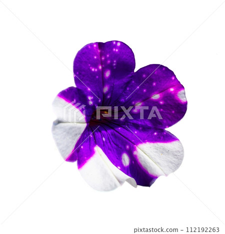 A purple flower with white petals and a white center. A purple flower with white petals and a white center. 112192263