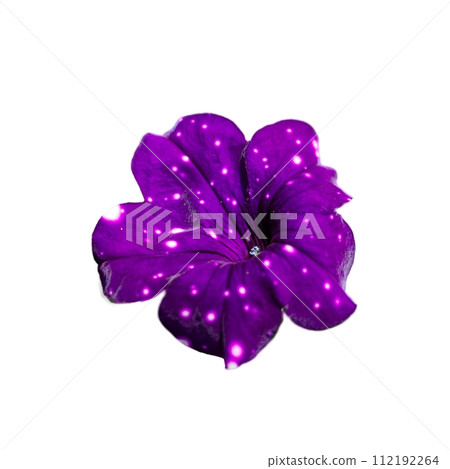 A purple flower with white petals and a white center. The flower is surrounded by stars, giving it a dreamy and ethereal appearance. A purple flower with white petals and a white center. The flower is surrounded by stars, giving it a dreamy and ethereal appearance. 112192264
