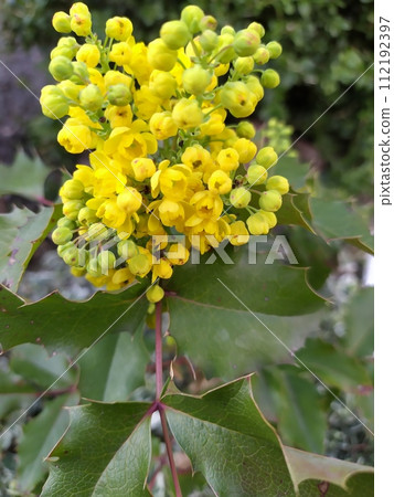 Yellow flowers of mahonia holly against the background of green foliage, ornamental shrub 112192397