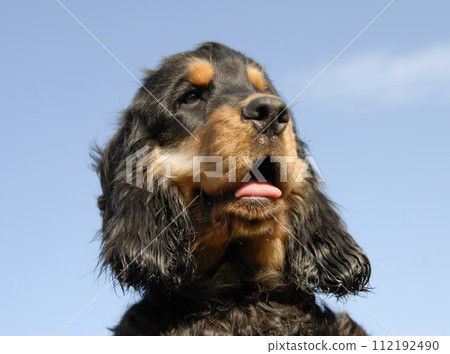 head of english cocker 112192490