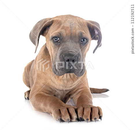 puppy cane corso 112192511
