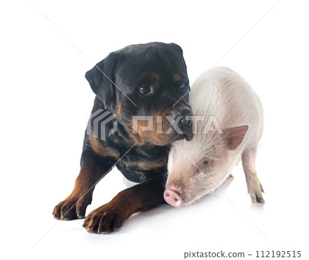 rottweiler in studio 112192515
