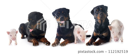 rottweilers and pigs in studio 112192519