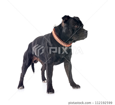 staffordshire bull terrier 112192599