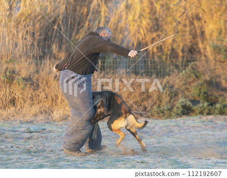 training of belgian shepherd 112192607