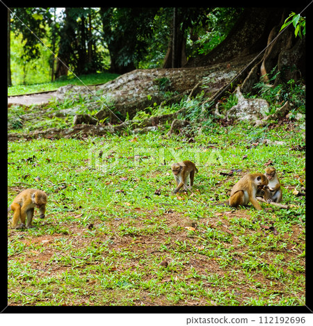 monkeys in a park in Sri Lanka. monkeys in a park in Sri Lanka. 112192696