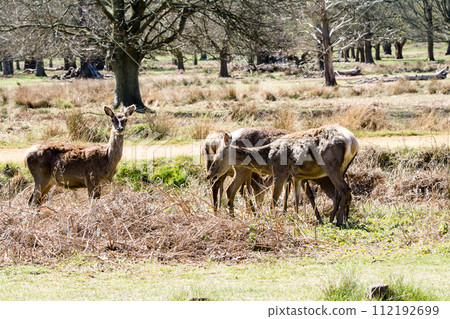 A herd of deer eating grass on a large lawn surrounded by branches and large trees that are beginning to sprout, in Richmond Park on the outskirts of London. 112192699