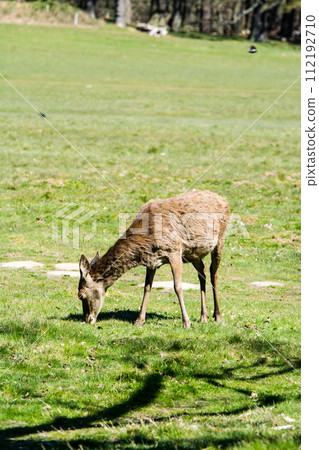 A deer eating grass on a large lawn surrounded by branches and large trees that are starting to sprout new buds, in Richmond Park on the outskirts of London. 112192710