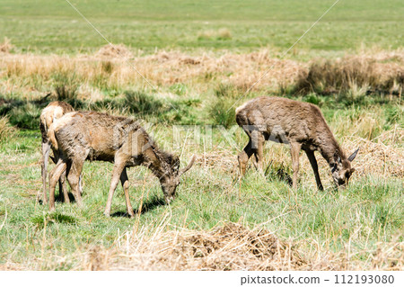 A herd of deer eating grass on a large lawn surrounded by branches and large trees that are beginning to sprout, in Richmond Park on the outskirts of London. 112193080