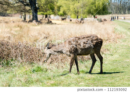A herd of deer eating grass on a large lawn surrounded by branches and large trees that are beginning to sprout, in Richmond Park on the outskirts of London. 112193092