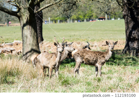 A herd of deer eating grass on a large lawn surrounded by branches and large trees that are beginning to sprout, in Richmond Park on the outskirts of London. A herd of deer eating grass on a large lawn surrounded by branches and large trees that are beginning to sprout, in Richmond Park on the outskirts of London. 112193100