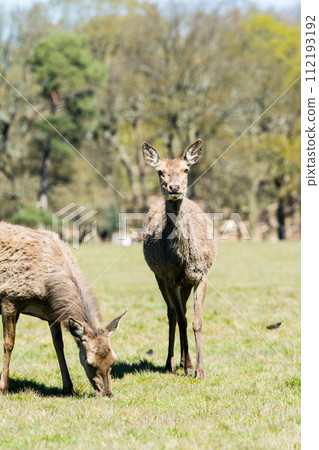 A herd of deer eating grass on a large lawn surrounded by branches and large trees that are beginning to sprout, in Richmond Park on the outskirts of London. 112193192