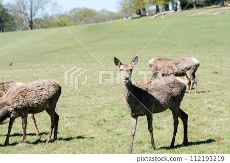 在倫敦郊區的里士滿公園,一頭鹿站在寬闊的草坪上,周圍環繞著樹枝和大樹,這些樹開始長出新芽。 在倫敦郊區的里士滿公園,一頭鹿站在寬闊的草坪上,周圍環繞著樹枝和大樹,這些樹開始長出新芽。 112193219
