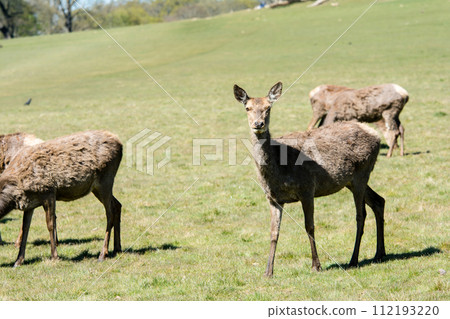 在倫敦郊區的里士滿公園，一頭鹿站在寬闊的草坪上，周圍環繞著樹枝和大樹，這些樹開始長出新芽。 112193220