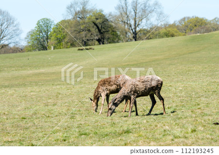 A herd of deer eating grass on a large lawn surrounded by branches and large trees that are beginning to sprout, in Richmond Park on the outskirts of London. A herd of deer eating grass on a large lawn surrounded by branches and large trees that are beginning to sprout, in Richmond Park on the outskirts of London. 112193245