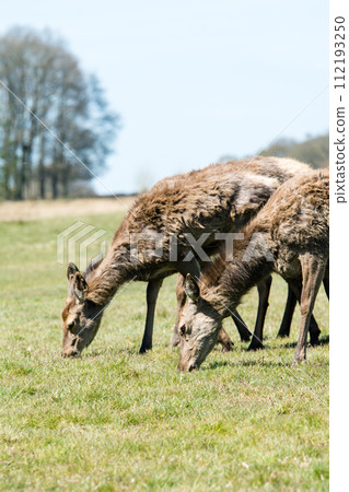 A herd of deer eating grass on a large lawn surrounded by branches and large trees that are beginning to sprout, in Richmond Park on the outskirts of London. 112193250