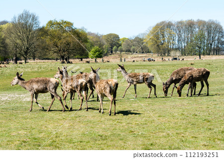 A herd of deer eating grass on a large lawn surrounded by branches and large trees that are beginning to sprout, in Richmond Park on the outskirts of London. A herd of deer eating grass on a large lawn surrounded by branches and large trees that are beginning to sprout, in Richmond Park on the outskirts of London. 112193251